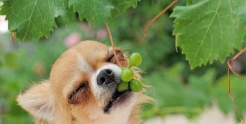 狗狗可以吃哪些蔬菜？安全蔬菜清单大公开！
