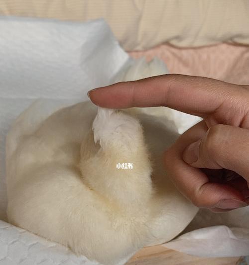 狗狗可以吃鸭蛋白吗？对宠物健康的影响是什么？