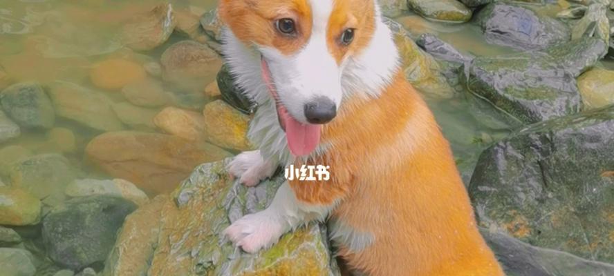 狗狗可以吃鸭蛋白吗？对宠物健康的影响是什么？