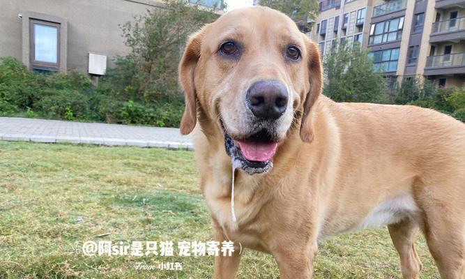 狗狗可以寄养多少天？寄养期间需要注意什么？