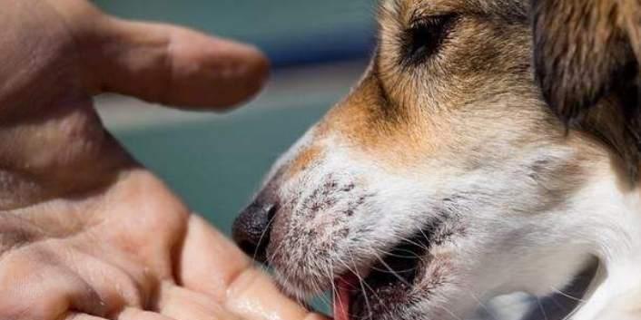 狗狗狂犬病怎么治疗？发现症状后应采取哪些措施？