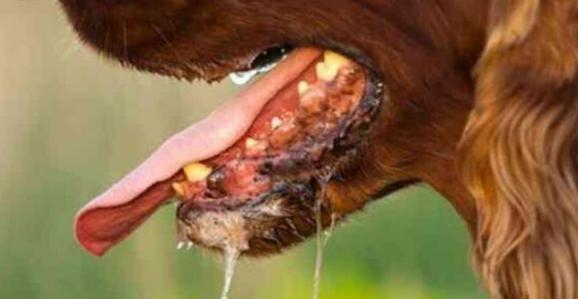 狗狗狂犬病怎么治疗？发现症状后应采取哪些措施？