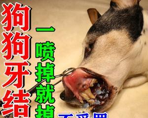 狗狗拉不尿是结石吗？如何判断和处理宠物结石问题？