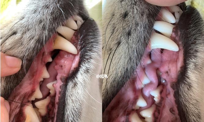狗狗拉不尿是结石吗？如何判断和处理宠物结石问题？