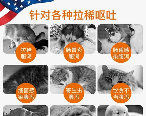 狗狗拉肚应该吃什么食物？如何快速缓解症状？