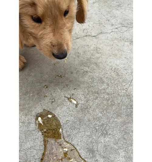 狗狗拉肚子能灌肠么？灌肠对狗狗健康有影响吗？