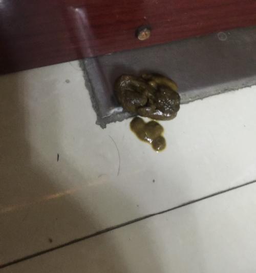 狗狗拉肚子了怎么办？消毒方法有哪些？