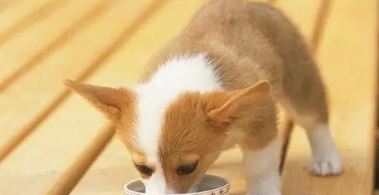 狗狗拉稀时是否应该停止供水？正确处理方法是什么？