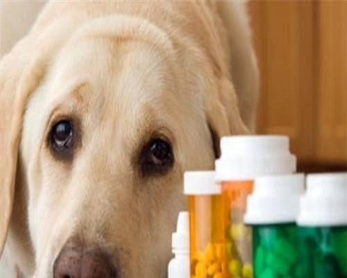 狗狗拉稀时喝酸奶有帮助吗？正确处理方法是什么？