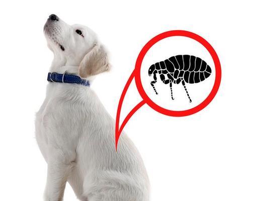 狗狗拉线虫怎么治疗？有效治疗方法有哪些？