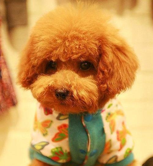 狗狗狼爪变大了怎么办？如何正确修剪狼爪？