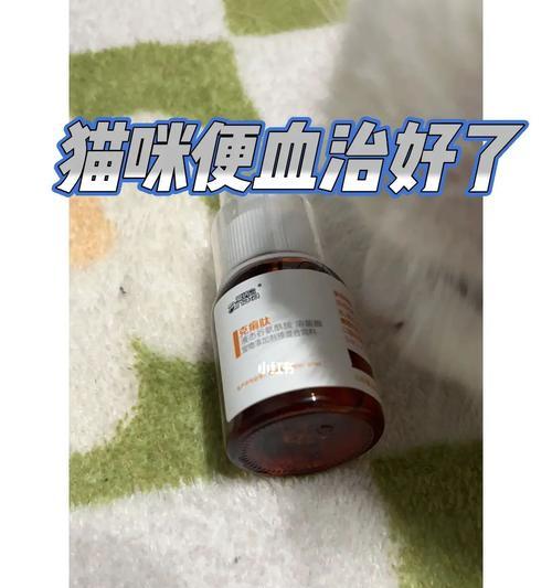狗狗老便血吃什么药？如何正确选择治疗方案？