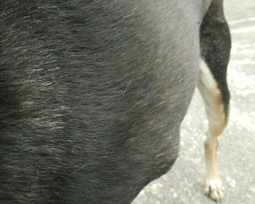狗狗老了身上长肉瘤怎么办？如何预防和治疗？