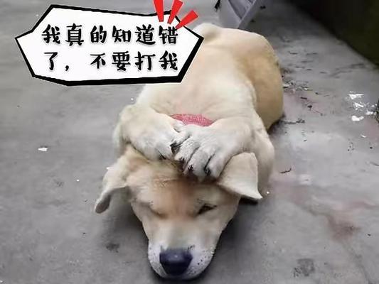 狗狗老挠地是怎么回事？可能的原因和解决方法是什么？