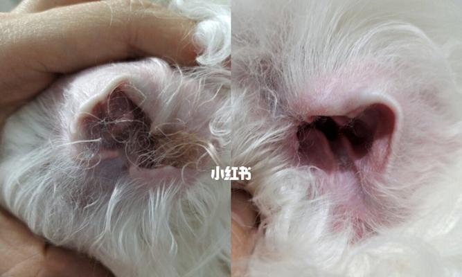 狗狗老挠耳朵怎么办？可能的原因和解决方法是什么？