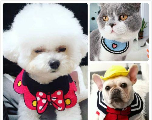 狗狗老死前为什么叫？临终前的犬类行为解析？