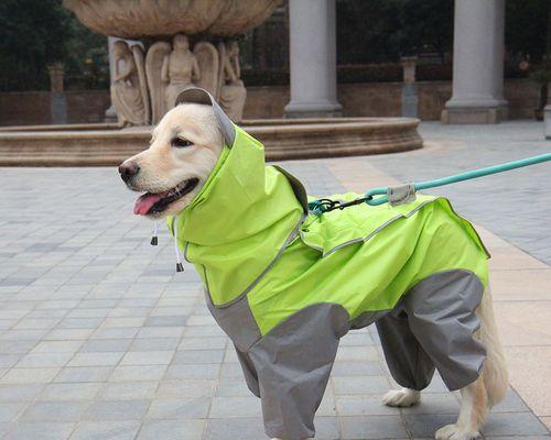 狗狗老死前为什么叫？临终前的犬类行为解析？