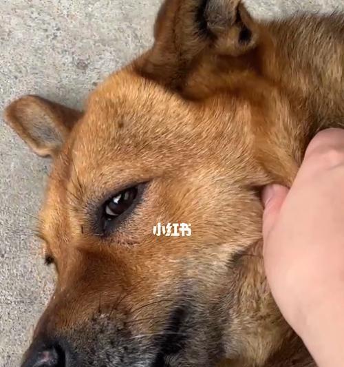 狗狗累了有什么表现？如何判断狗狗是否需要休息？