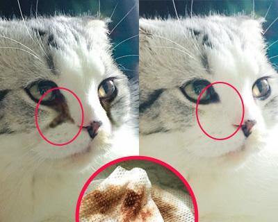 狗狗泪痕和嘴巴周围怎么处理？常见原因及解决方法是什么？