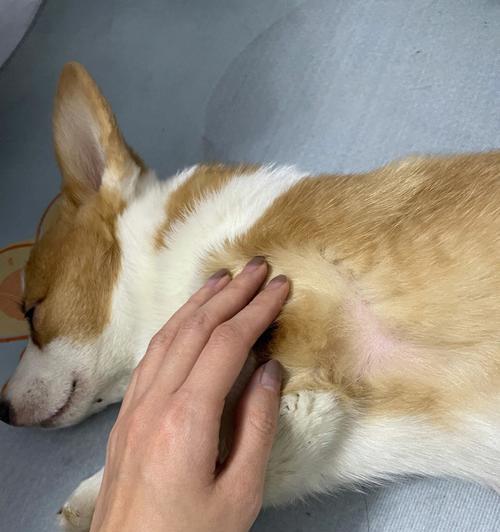 狗狗脸上烂是狗瘟么？如何辨别和处理？