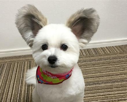 狗狗两只耳朵毛少了怎么办？可能的原因及解决方法是什么？