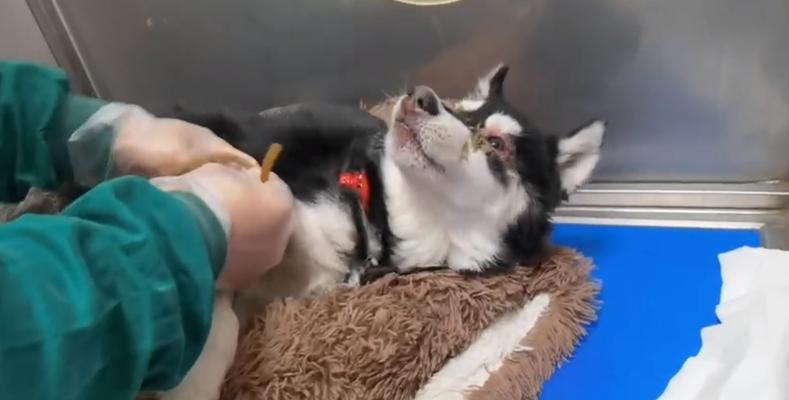 狗狗留置针输液方法是什么？输液过程中需要注意哪些问题？