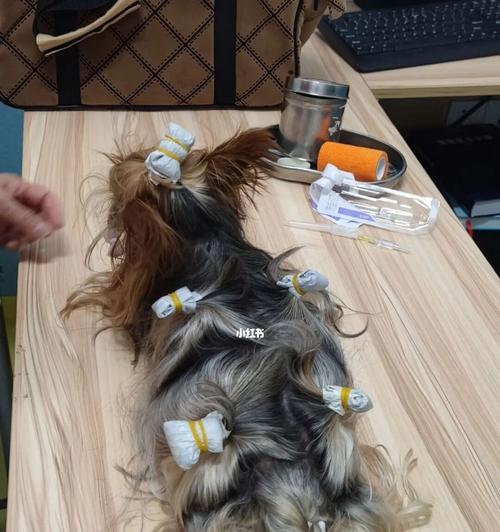 狗狗留置针输液方法是什么？输液过程中需要注意哪些问题？