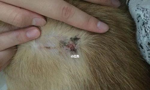 狗狗流脓结痂怎么办？如何正确处理和预防？