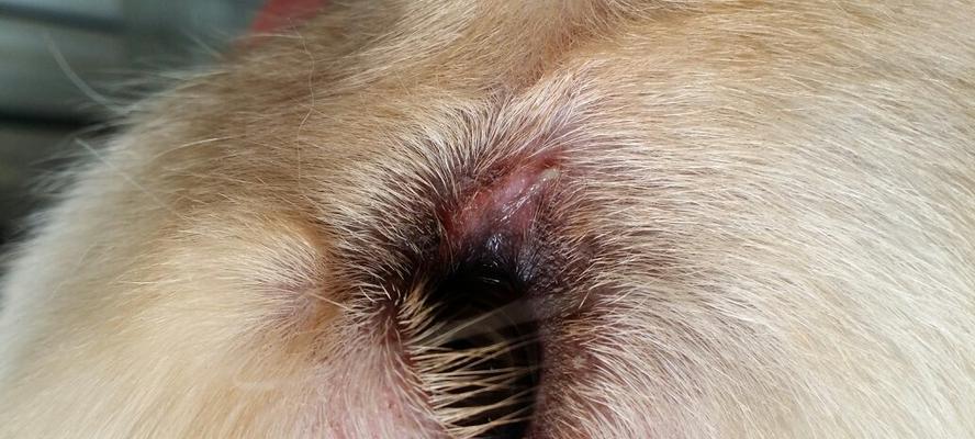 狗狗流脓结痂怎么办？如何正确处理和预防？