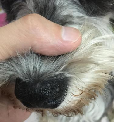 狗狗流脓结痂怎么办？如何正确处理和预防？