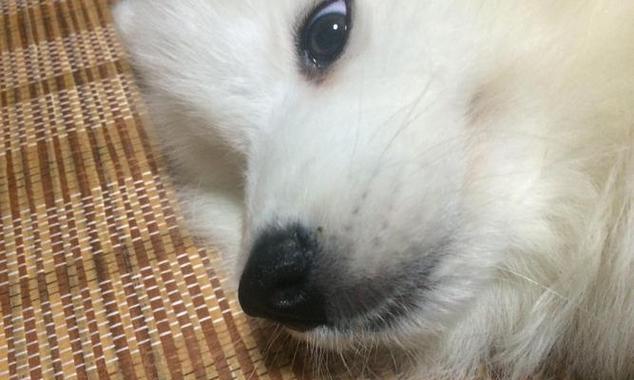 狗狗流眼泪吃什么好？如何缓解狗狗流泪问题？