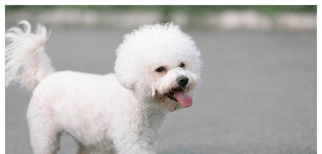 狗狗流眼泪吃什么好？如何缓解狗狗流泪问题？