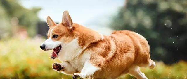 狗狗轮状病毒是什么？如何预防和治疗？