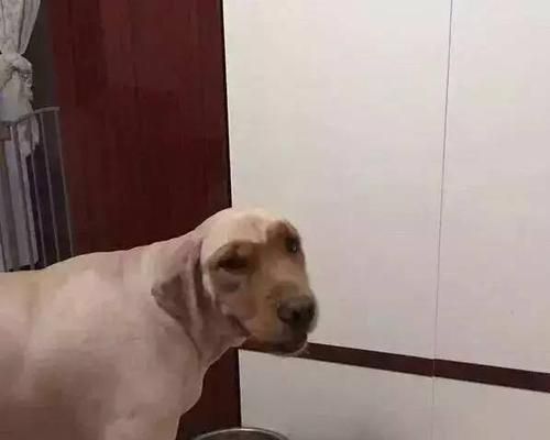 狗狗买回来不爱吃饭怎么办？如何调整饮食习惯？