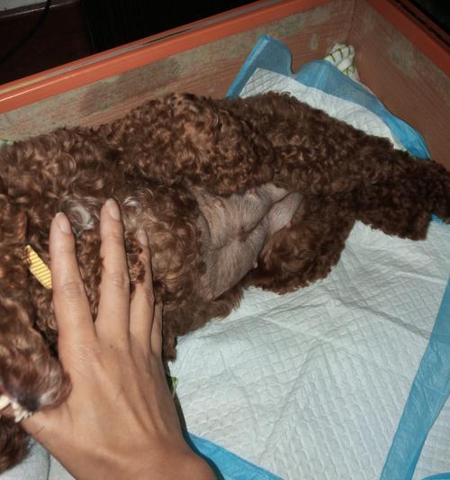 狗狗难产时如何帮助拉出幼犬？常见问题解答