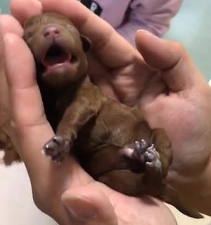 狗狗难产时如何帮助拉出幼犬？常见问题解答