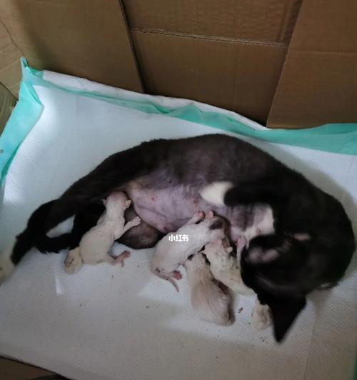 狗狗难产时如何帮助拉出幼犬？常见问题解答