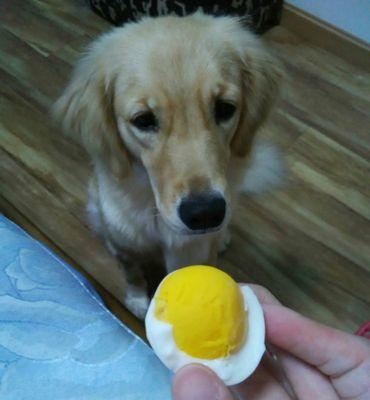 狗狗能长期吃鸡蛋吗？对健康有什么影响？