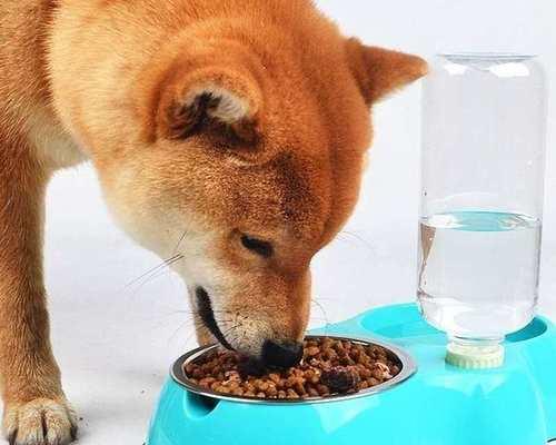 狗狗配狗后多久能洗澡？需要注意什么？