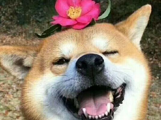 狗狗配狗后怎么判断怀孕？有哪些迹象表明成功受孕？