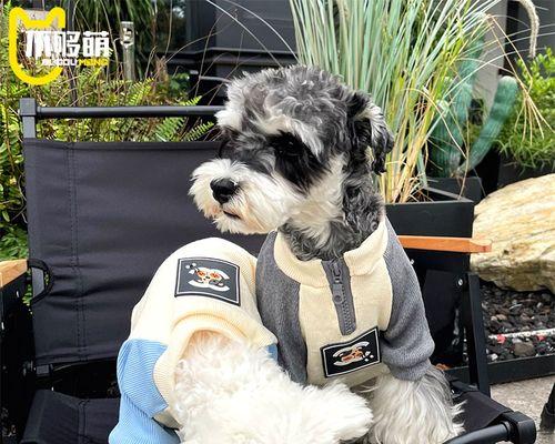 狗狗配狗后怎么判断怀孕？有哪些迹象表明成功受孕？