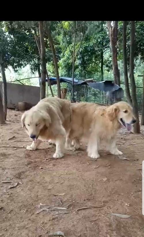 狗狗配种吃什么食物可以提高产仔率？