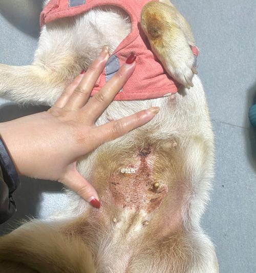 狗狗皮肤病怎么分辨？常见症状和处理方法是什么？