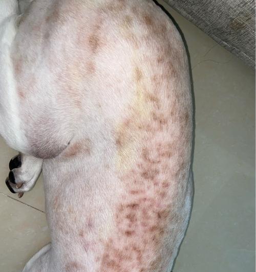 狗狗皮肤病怎么治好？有效家庭治疗方法有哪些？