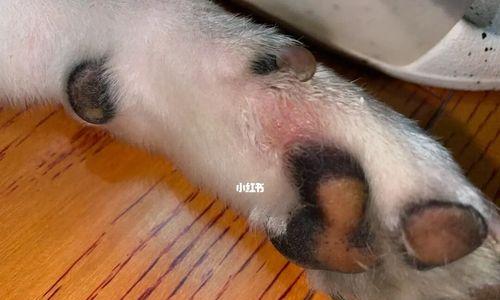 狗狗皮肤病怎么治好？有效家庭治疗方法有哪些？