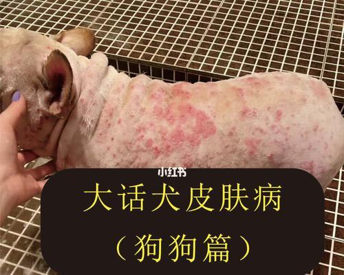 狗狗皮肤病怎么治好？有效家庭治疗方法有哪些？