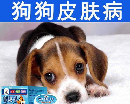 狗狗皮肤病中医配方有效吗？如何正确使用？