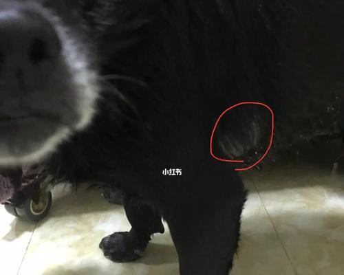 狗狗屁屁上长脂肪瘤怎么办？如何预防和治疗？