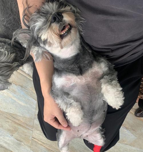 狗狗屁屁上长脂肪瘤怎么办？如何预防和治疗？