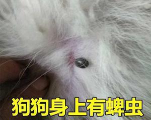 狗狗驱虫一次多少钱？如何选择合适的驱虫服务？